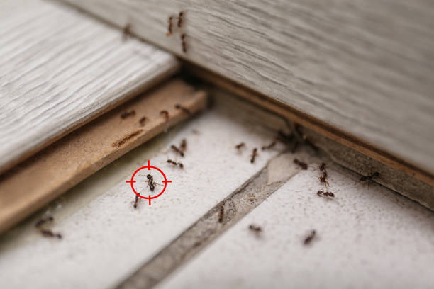 Best Pest Control for Restaurants  in Pelican Bay, FL